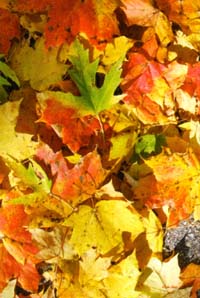 View Fall Leaves Silk Reflections Flag 29"x43" - 131055EG