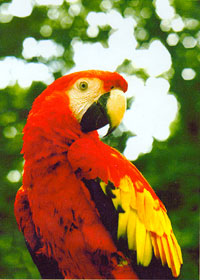 View Parrots Impressions Flag 28"x40" - 23758