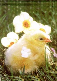 View Beautiful Chick Impressions Flag 28"x40" - 60017