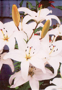 View Lilies Impressions Flag 28"x40" - 62171