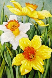 View Daffodil Flag 28"x40" - 9835CD