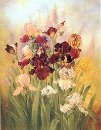 View Iris Flag 27"x40" - FC022CF
