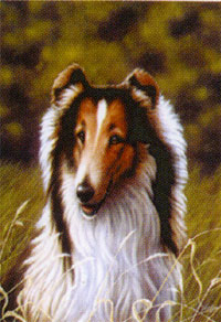 View Shetland Sheepdog Garden Flag 12"x18" - FCM063CF